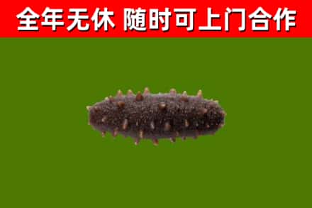 新华区烟酒回收干海参.jpg
